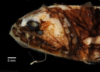 Media type: image; Ichthyology 132839